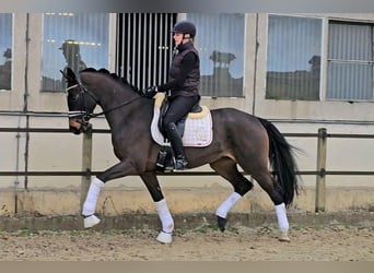 Caballo de deporte alemán, Caballo castrado, 4 años, 158 cm, Castaño