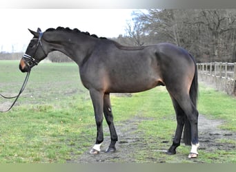 Caballo de deporte alemán, Caballo castrado, 4 años, 158 cm, Castaño