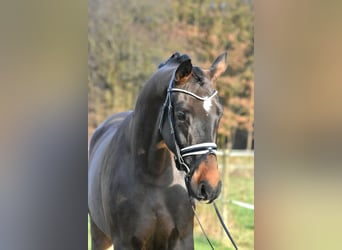 Caballo de deporte alemán, Caballo castrado, 4 años, 158 cm, Castaño