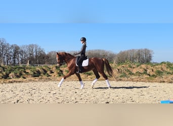 Caballo de deporte alemán, Caballo castrado, 4 años, 160 cm, Alazán