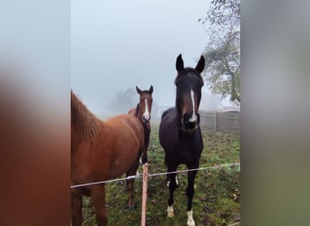 Caballo de deporte alemán, Caballo castrado, 4 años, 160 cm