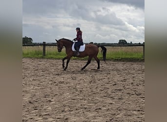 Caballo de deporte alemán, Caballo castrado, 4 años, 160 cm, Castaño