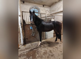 Caballo de deporte alemán, Caballo castrado, 4 años, 160 cm, Castaño oscuro