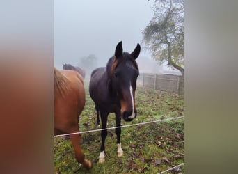 Caballo de deporte alemán, Caballo castrado, 4 años, 160 cm, Castaño oscuro
