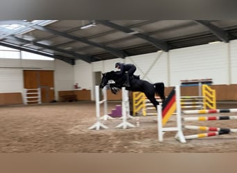 Caballo de deporte alemán, Caballo castrado, 4 años, 160 cm, Morcillo