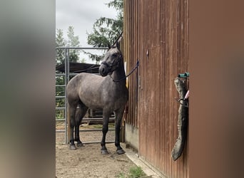 Caballo de deporte alemán Mestizo, Caballo castrado, 4 años, 160 cm, Musgo