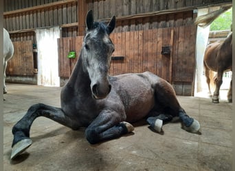 Caballo de deporte alemán Mestizo, Caballo castrado, 4 años, 160 cm, Musgo