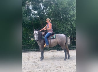 Caballo de deporte alemán Mestizo, Caballo castrado, 4 años, 160 cm, Musgo