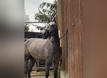 Caballo de deporte alemán Mestizo, Caballo castrado, 4 años, 160 cm, Musgo