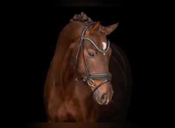 Caballo de deporte alemán, Caballo castrado, 4 años, 161 cm, Alazán-tostado