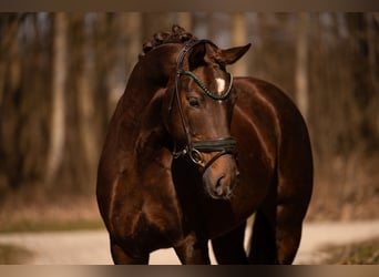 Caballo de deporte alemán, Caballo castrado, 4 años, 161 cm, Alazán-tostado