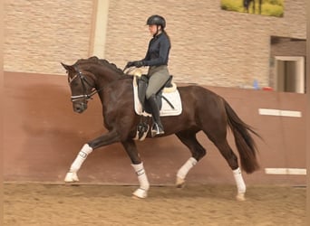 Caballo de deporte alemán, Caballo castrado, 4 años, 161 cm, Alazán-tostado