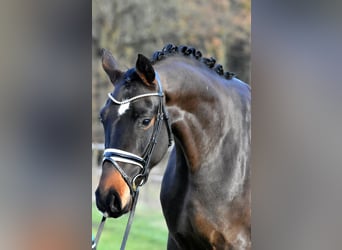 Caballo de deporte alemán, Caballo castrado, 4 años, 161 cm, Castaño