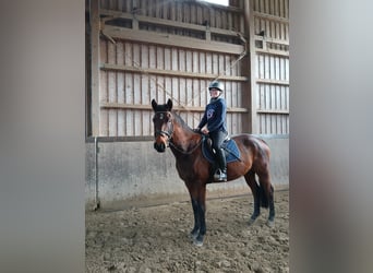 Caballo de deporte alemán, Caballo castrado, 4 años, 161 cm, Castaño