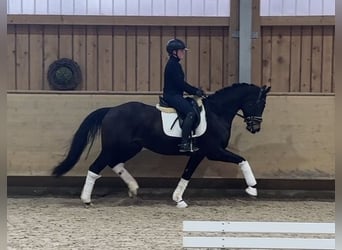 Caballo de deporte alemán, Caballo castrado, 4 años, 161 cm, Castaño oscuro