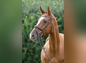 Caballo de deporte alemán, Caballo castrado, 4 años, 162 cm, Alazán-tostado