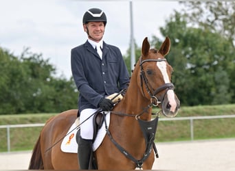 Caballo de deporte alemán, Caballo castrado, 4 años, 162 cm, Alazán-tostado