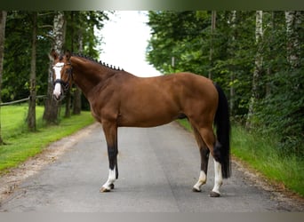 Caballo de deporte alemán, Caballo castrado, 4 años, 162 cm, Castaño