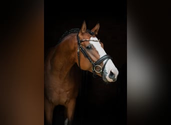 Caballo de deporte alemán, Caballo castrado, 4 años, 162 cm, Castaño