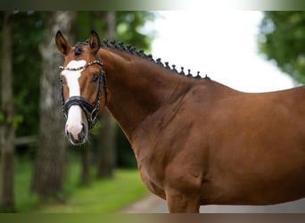 Caballo de deporte alemán, Caballo castrado, 4 años, 162 cm, Castaño