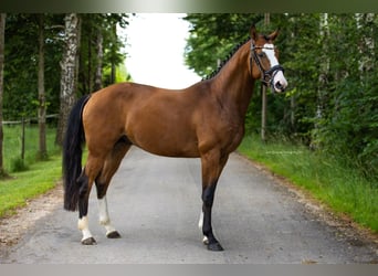 Caballo de deporte alemán, Caballo castrado, 4 años, 162 cm, Castaño