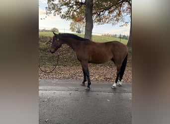 Caballo de deporte alemán, Caballo castrado, 4 años, 162 cm, Castaño