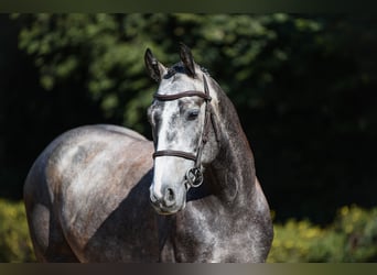 Caballo de deporte alemán, Caballo castrado, 4 años, 162 cm, Tordo