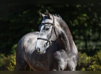 Caballo de deporte alemán, Caballo castrado, 4 años, 162 cm, Tordo