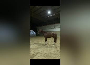 Caballo de deporte alemán, Caballo castrado, 4 años, 163 cm, Alazán