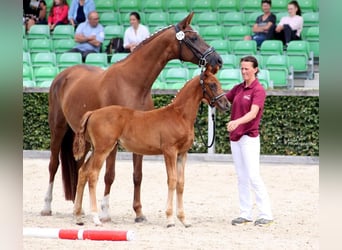 Caballo de deporte alemán, Caballo castrado, 4 años, 163 cm, Alazán-tostado