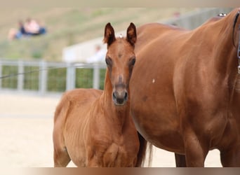 Caballo de deporte alemán, Caballo castrado, 4 años, 163 cm, Alazán-tostado