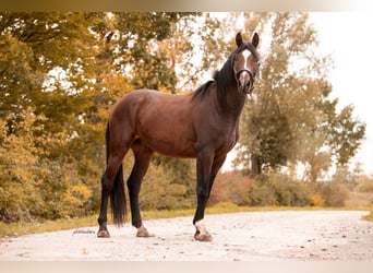 Caballo de deporte alemán, Caballo castrado, 4 años, 163 cm, Castaño