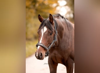 Caballo de deporte alemán, Caballo castrado, 4 años, 163 cm, Castaño