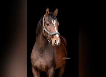 Caballo de deporte alemán, Caballo castrado, 4 años, 163 cm, Castaño