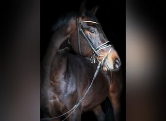 Caballo de deporte alemán, Caballo castrado, 4 años, 163 cm, Castaño