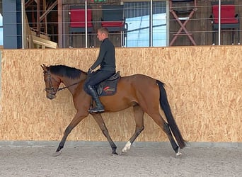 Caballo de deporte alemán, Caballo castrado, 4 años, 163 cm, Castaño