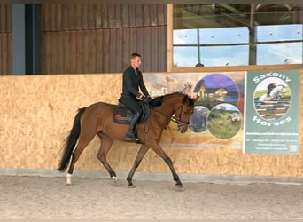 Caballo de deporte alemán, Caballo castrado, 4 años, 163 cm, Castaño