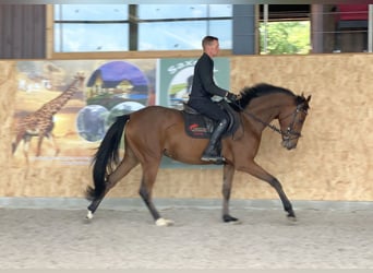 Caballo de deporte alemán, Caballo castrado, 4 años, 163 cm, Castaño