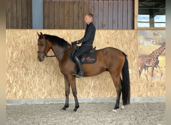 Caballo de deporte alemán, Caballo castrado, 4 años, 163 cm, Castaño