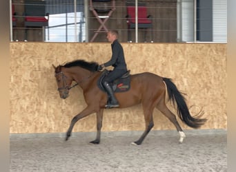 Caballo de deporte alemán, Caballo castrado, 4 años, 163 cm, Castaño