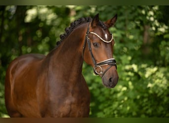 Caballo de deporte alemán, Caballo castrado, 4 años, 163 cm, Castaño oscuro