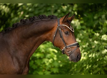 Caballo de deporte alemán, Caballo castrado, 4 años, 163 cm, Castaño oscuro