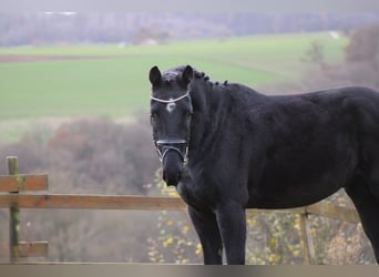 Caballo de deporte alemán, Caballo castrado, 4 años, 163 cm, Negro