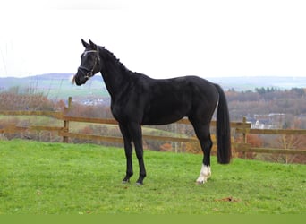 Caballo de deporte alemán, Caballo castrado, 4 años, 163 cm, Negro