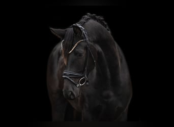 Caballo de deporte alemán, Caballo castrado, 4 años, 163 cm, Negro