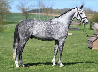 Caballo de deporte alemán, Caballo castrado, 4 años, 163 cm, Tordo