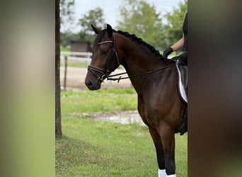 Caballo de deporte alemán, Caballo castrado, 4 años, 164 cm, Castaño