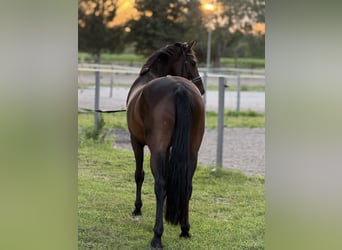 Caballo de deporte alemán, Caballo castrado, 4 años, 164 cm, Castaño