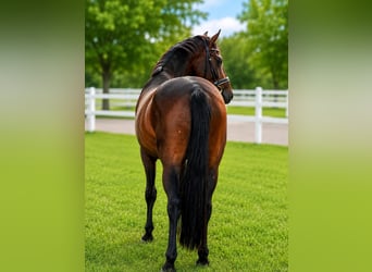 Caballo de deporte alemán, Caballo castrado, 4 años, 164 cm, Castaño