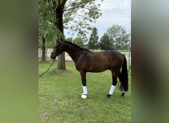 Caballo de deporte alemán, Caballo castrado, 4 años, 164 cm, Castaño